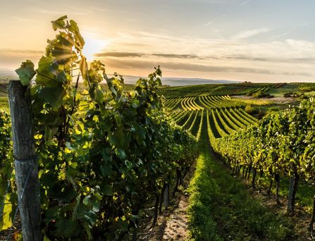 Eine grüne Weinrebe in hügeliger Landschaft mit Sonnenuntergang.