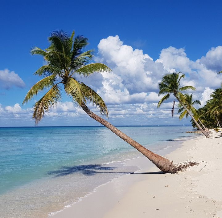 An einem weißen, menschenleeren Sandstrand steht eine sehr zum Wasser hingebogene Palme. Im Hintergrund weitere Palmen.