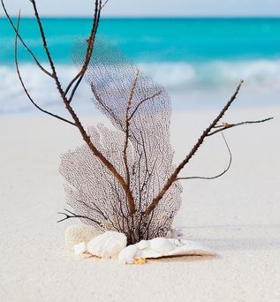 Urlaub in der Dom Rep: An einem weißen Strand liegen Muscheln und Korallenreste.