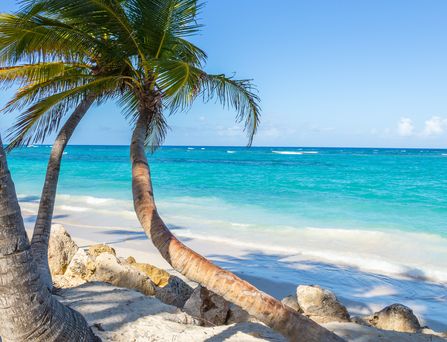 DomRep: Ein weißer Strand mit einer tropischen Palme im Wind