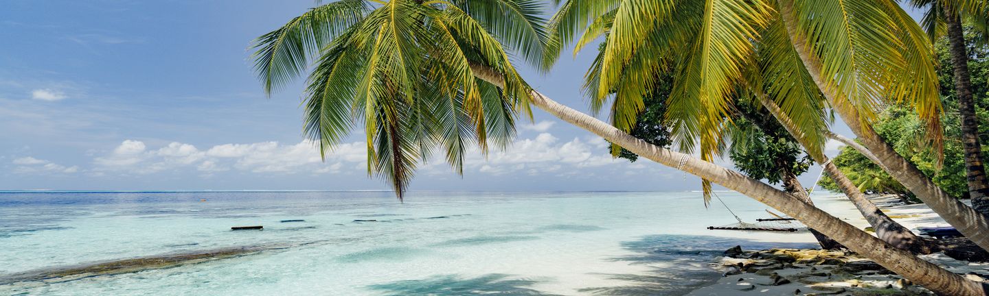 Ein traumhafter, karibischer, weißer Sandstrand mit Palmen die sich über das türkisblaue Wasser biegen.