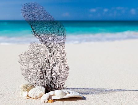 Am weißen Sandstrand liegen ein paar Muscheln und Korallenstücke.