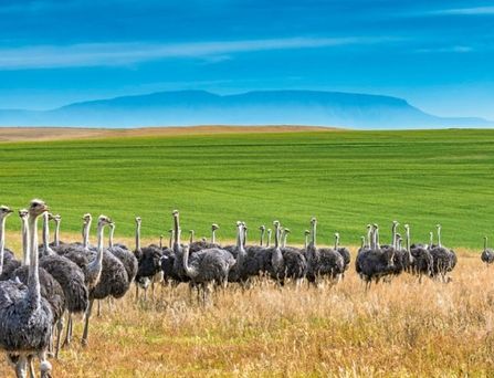 Eine Straußherde in der Steppe von Afrika