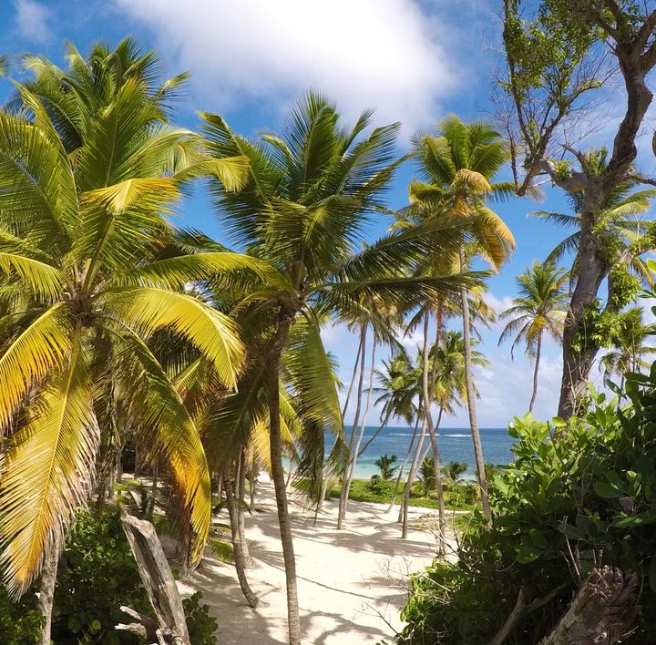 Ein weißer Sandstrand ist geprägt von tropischer Vegetation.