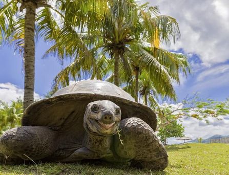 Eine Kirche ragt in den blauen Himmel daneben eine Palme