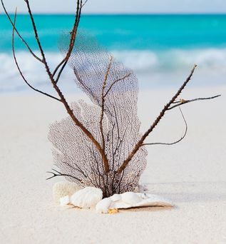 Urlaub in der Dom Rep: An einem weißen Strand liegen Muscheln und Korallenreste.