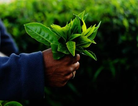 In einer Hand steckt ein Bündel saftiger, grüner Blätter