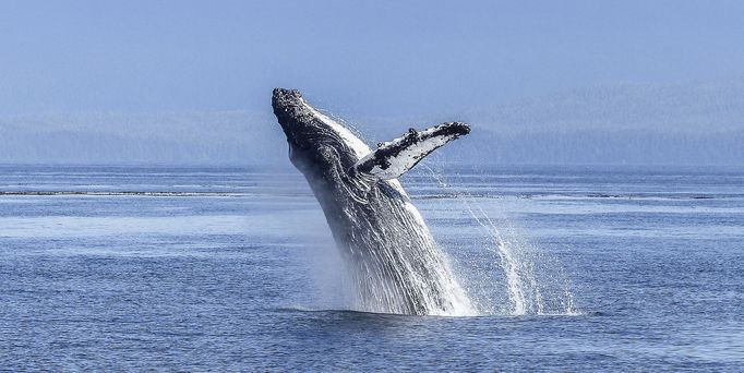 humpback-whale-436120_1920.jpg