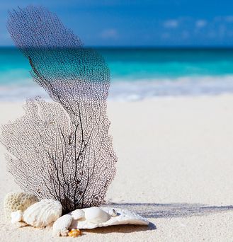 Strandurlaub Karibik: Eine tote Koralle sowie Muschelreste an einem weißen, feinsandigen Strand.