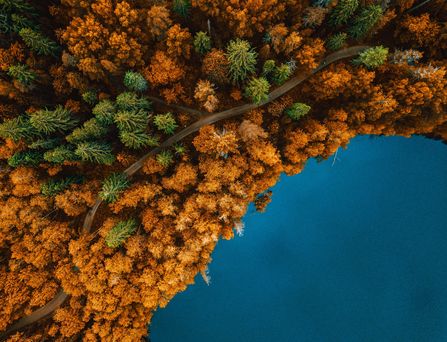 Eine Luftaufnahme einer bunten Laublandschaft an einem tiefblauen See, durch die eine leere Straße führt.