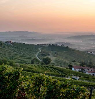 In orangenes Abendlicht getauchter Weinberg