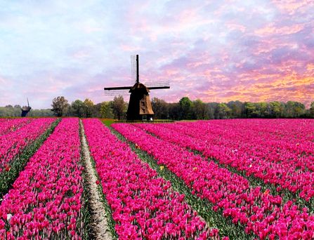 Ein pinkes Tulpenfeld erstreckt sich vor einer Windmühle mit pink, orangenem Sonnenuntergang.