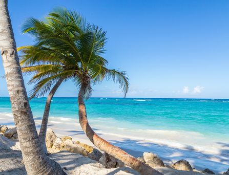 Reiseziele weltweit: Ein karibischer Strand mit Palme