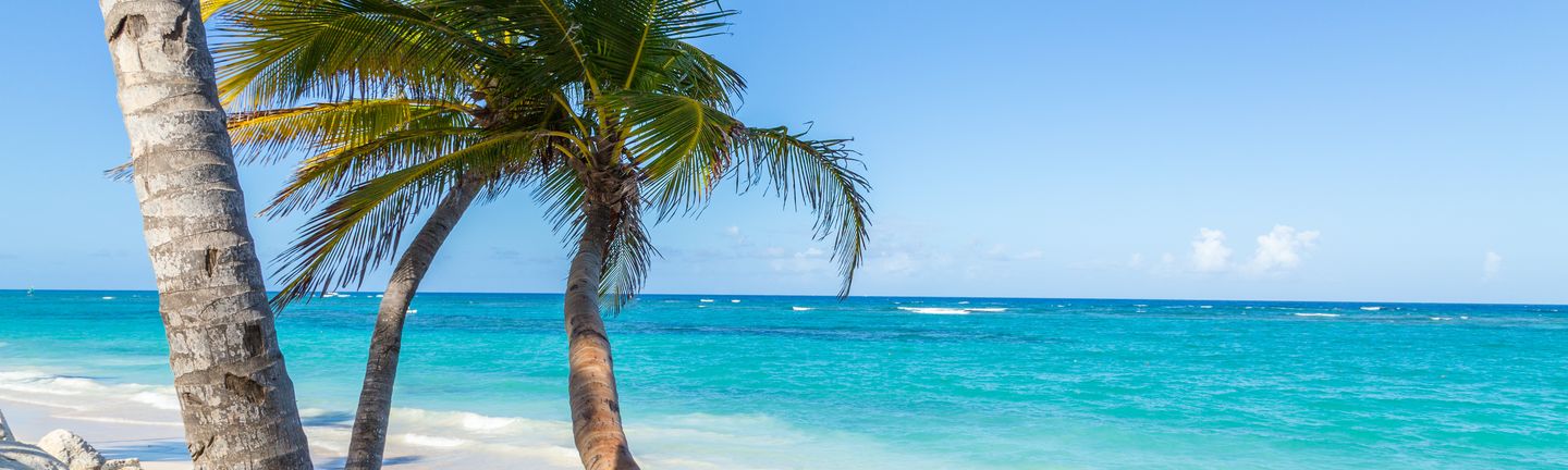 DomRep: Ein weißer Strand mit einer tropischen Palme im Wind