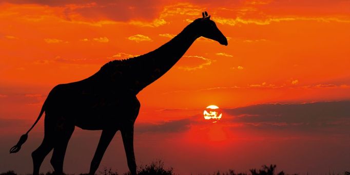 Reisetrends 2026: Eine Giraffe im tieforangenen Sonnenuntergangslicht