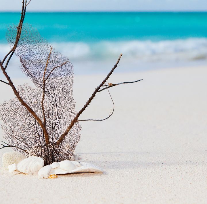 Strandurlaub Karibik: Eine tote Koralle sowie Muschelreste an einem weißen, feinsandigen Strand.