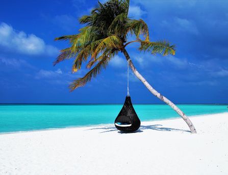 All inclusive Urlaub auf den Malediven: An einem weißen Strand steht eine Palme mit einem hängenden Sessel.